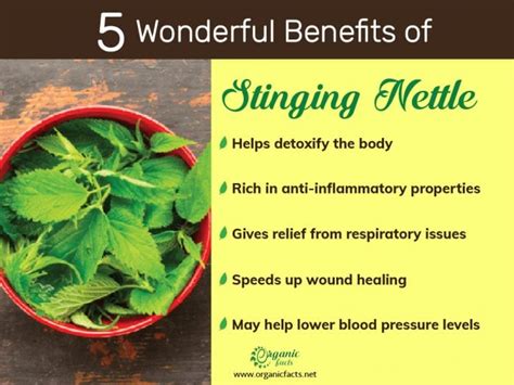 nettle root benefits for men.